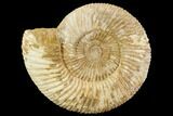 Perisphinctes Ammonite - Jurassic #108700-1